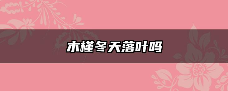 木槿冬天落叶吗