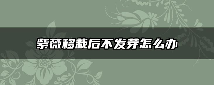 紫薇移栽后不发芽怎么办