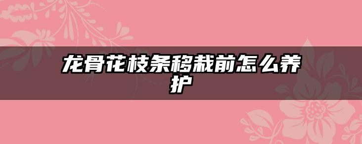 龙骨花枝条移栽前怎么养护