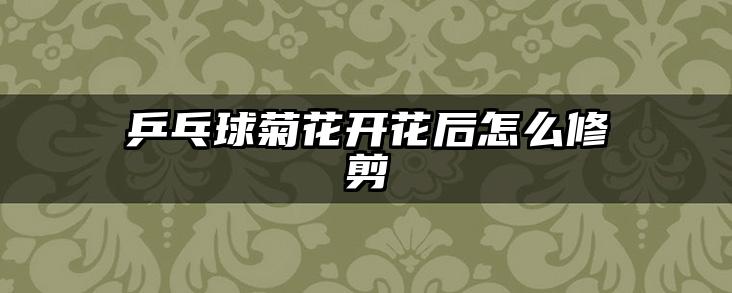 乒乓球菊花开花后怎么修剪