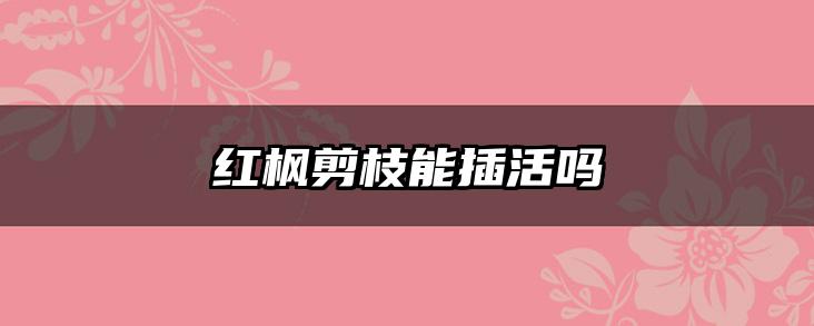 红枫剪枝能插活吗