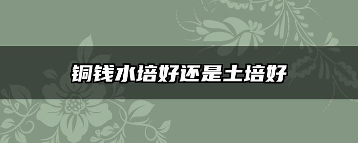 铜钱水培好还是土培好