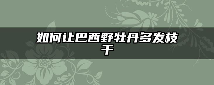 如何让巴西野牡丹多发枝干