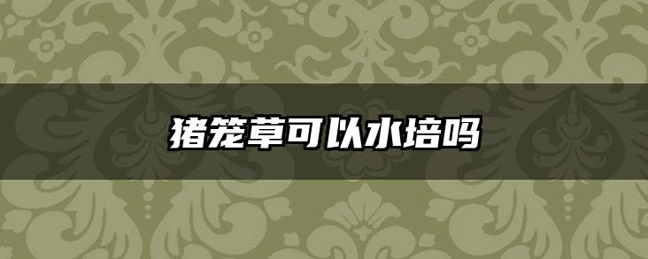 猪笼草可以水培吗