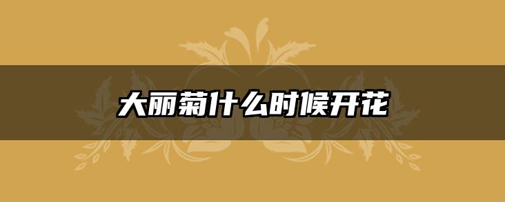 大丽菊什么时候开花
