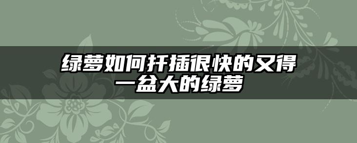 绿萝如何扦插很快的又得一盆大的绿萝