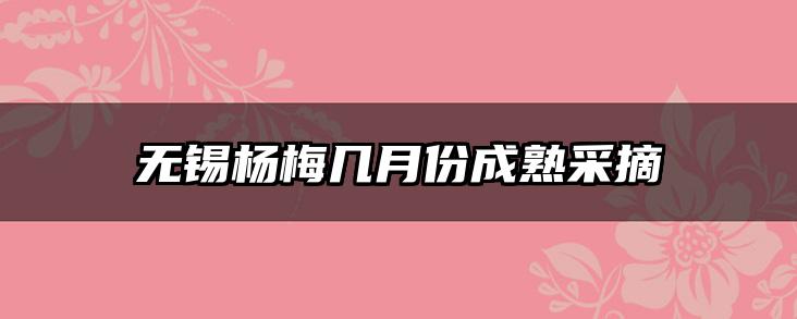 无锡杨梅几月份成熟采摘