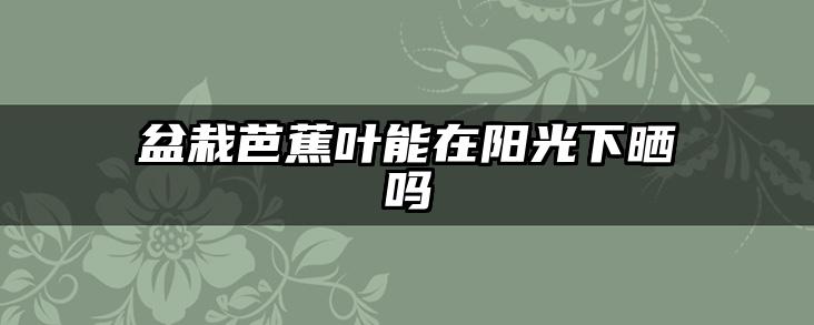 盆栽芭蕉叶能在阳光下晒吗