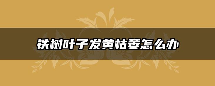 铁树叶子发黄枯萎怎么办