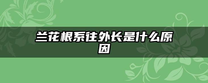 兰花根系往外长是什么原因