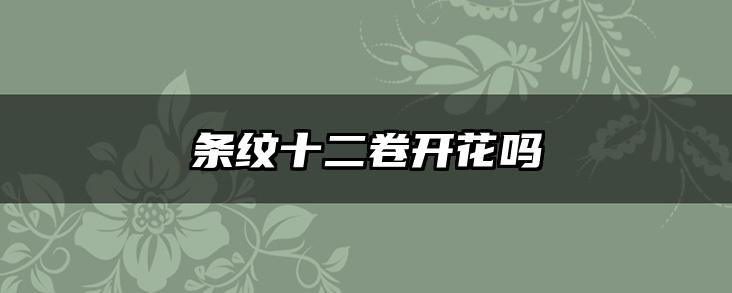 条纹十二卷开花吗