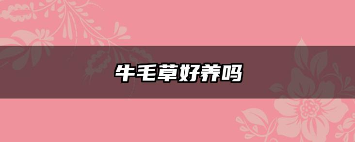 牛毛草好养吗