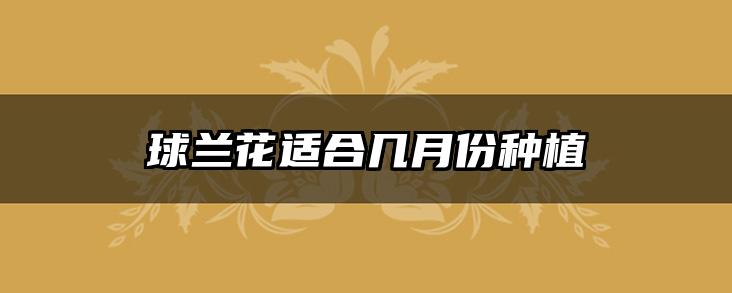 球兰花适合几月份种植
