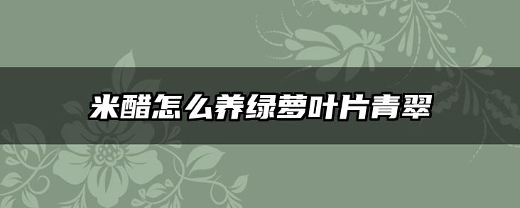 米醋怎么养绿萝叶片青翠