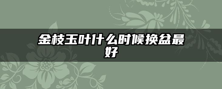 金枝玉叶什么时候换盆最好