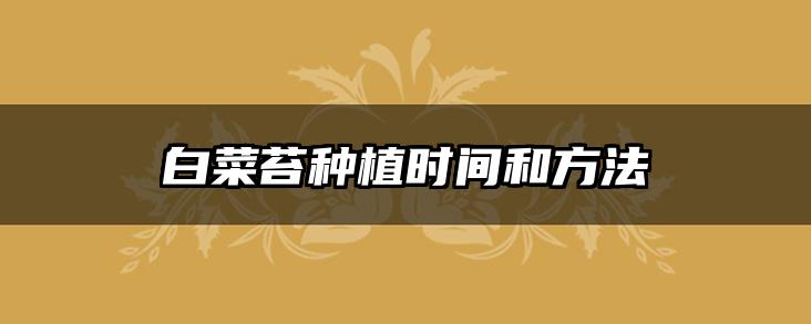 白菜苔种植时间和方法
