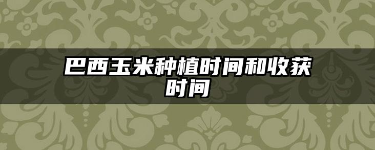 巴西玉米种植时间和收获时间