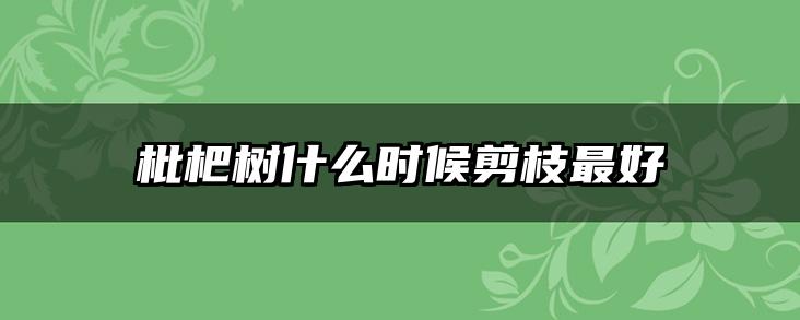 枇杷树什么时候剪枝最好