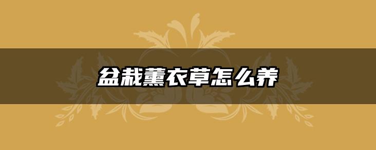 盆栽薰衣草怎么养