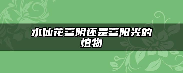 水仙花喜阴还是喜阳光的植物