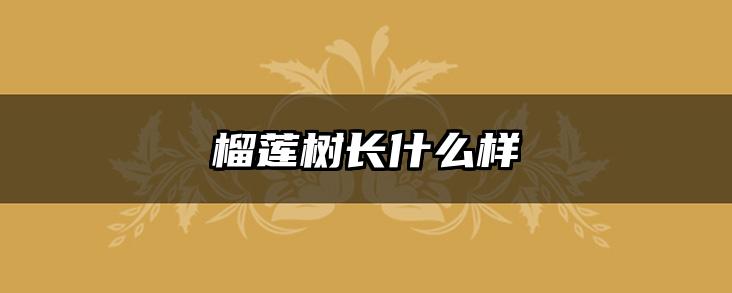 榴莲树长什么样