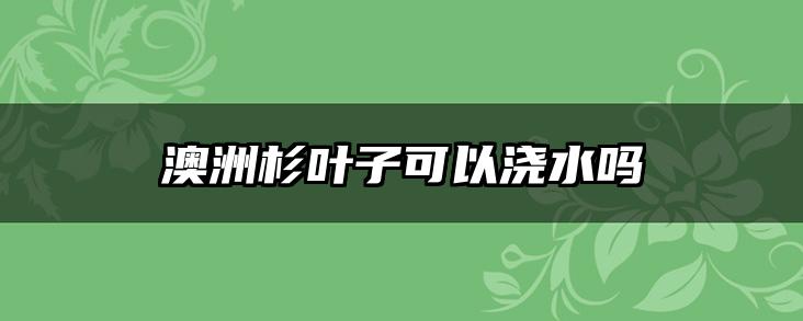 澳洲杉叶子可以浇水吗
