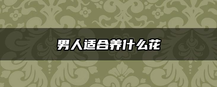男人适合养什么花