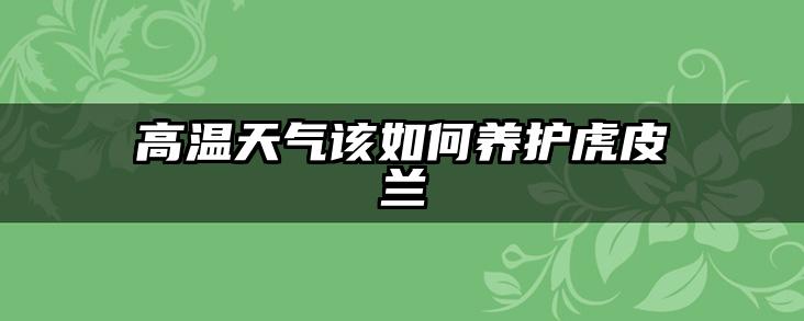 高温天气该如何养护虎皮兰