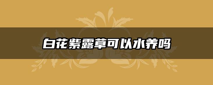 白花紫露草可以水养吗