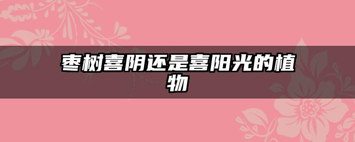 枣树喜阴还是喜阳光的植物