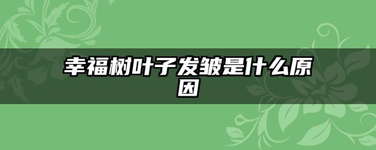 幸福树叶子发皱是什么原因