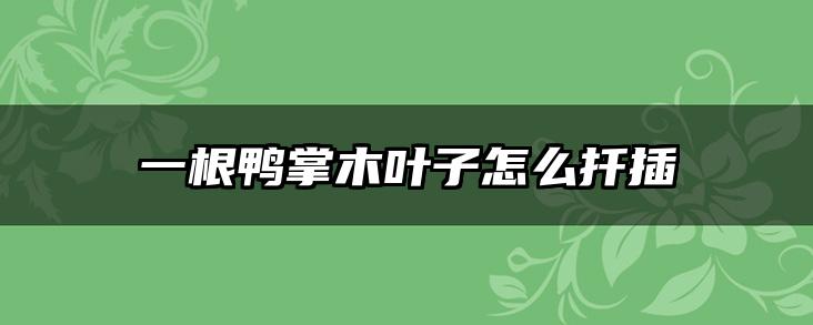 一根鸭掌木叶子怎么扦插