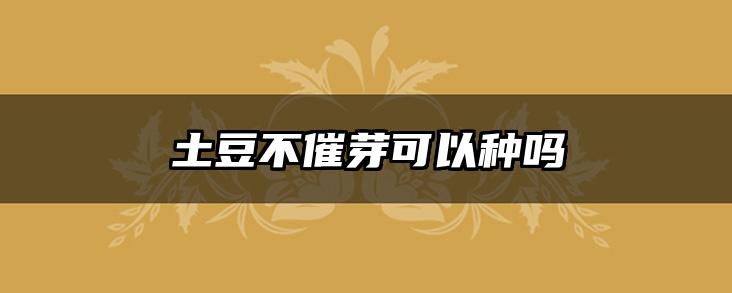 土豆不催芽可以种吗