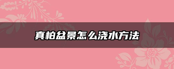 真柏盆景怎么浇水方法