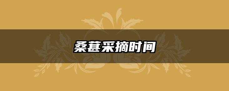 桑葚采摘时间