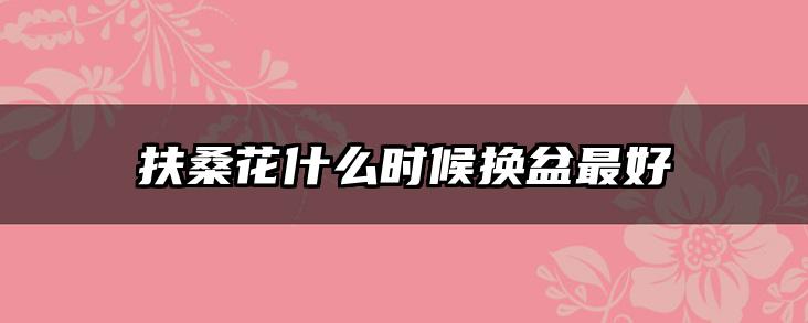 扶桑花什么时候换盆最好