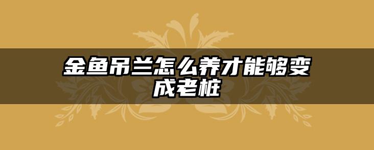 金鱼吊兰怎么养才能够变成老桩