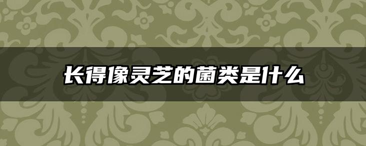 长得像灵芝的菌类是什么
