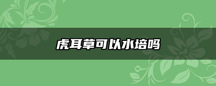 虎耳草可以水培吗