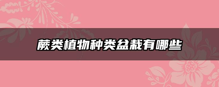 蕨类植物种类盆栽有哪些