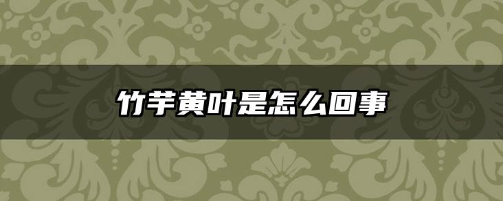 竹芋黄叶是怎么回事