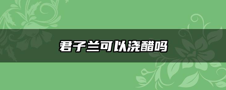 君子兰可以浇醋吗