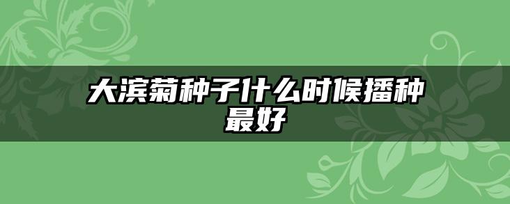 大滨菊种子什么时候播种最好