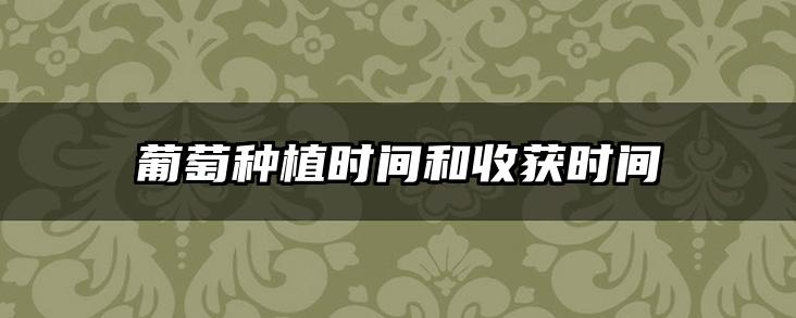 葡萄种植时间和收获时间