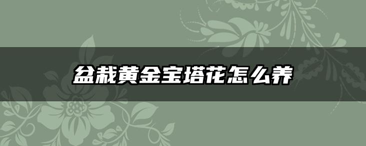 盆栽黄金宝塔花怎么养