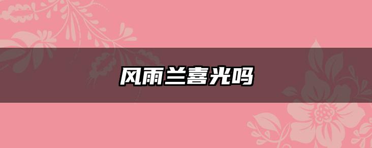 风雨兰喜光吗