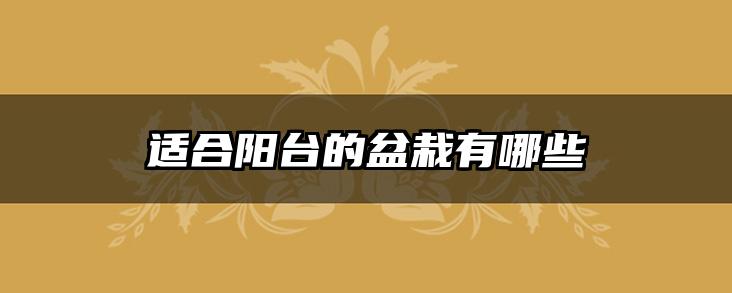 适合阳台的盆栽有哪些