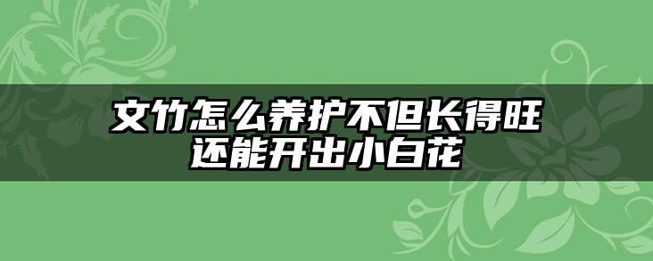 文竹怎么养护不但长得旺还能开出小白花