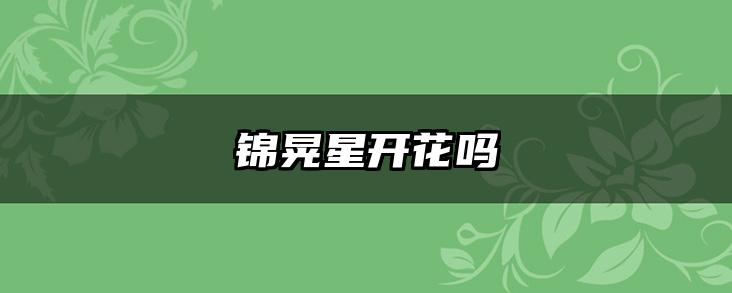锦晃星开花吗