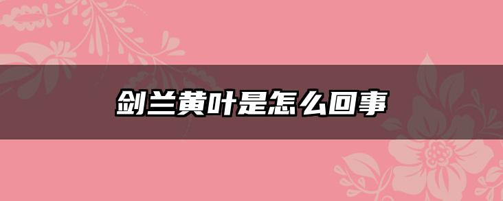 剑兰黄叶是怎么回事